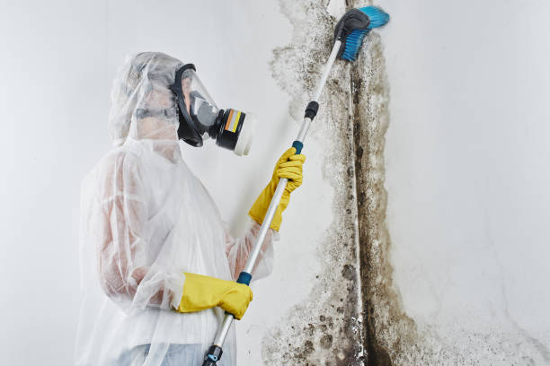 Best Mold Odor Removal Services  in Hilton, NY