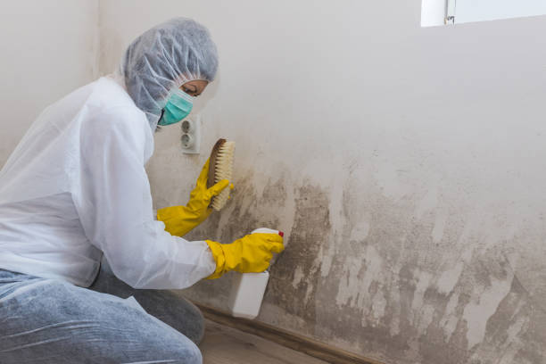 Mold Remediation for Rental Properties in Hilton, NY